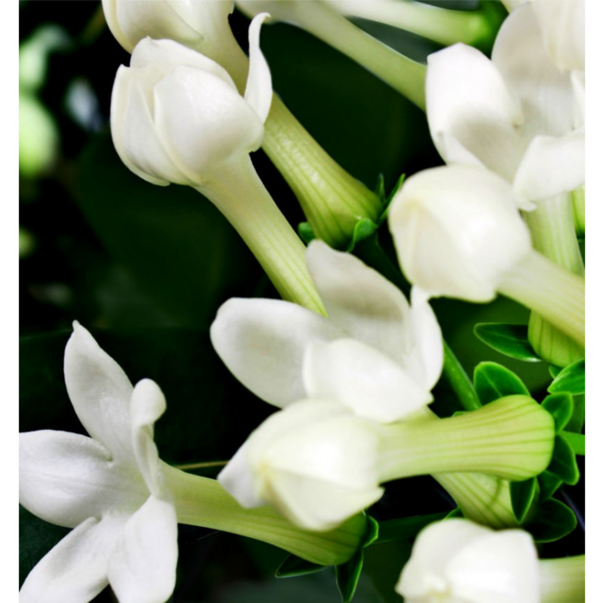 YODEYMA PLATINUM EAU DE PARFUM 15ML - PACO RABANNE INVICTUS ALTERNATIVE