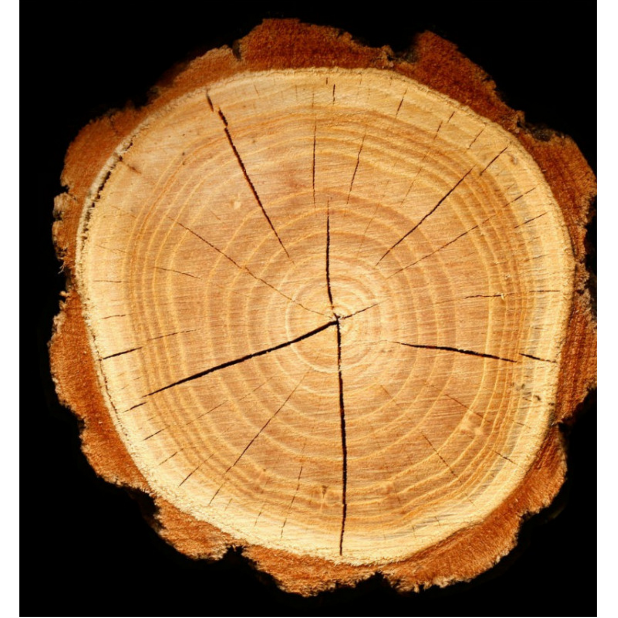 YODEYMA PLATINUM EAU DE PARFUM 15ML - PACO RABANNE INVICTUS ALTERNATIVE