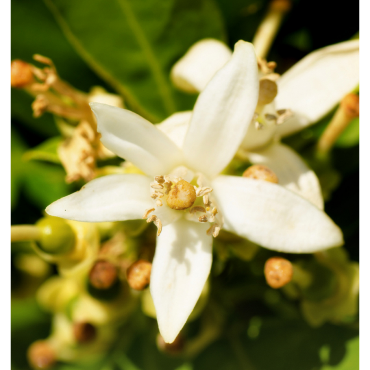 YODEYMA INSTINT EAU DE PARFUM 15ML - JEAN PAUL GAULTIER LE MALE ALTERNATIVE