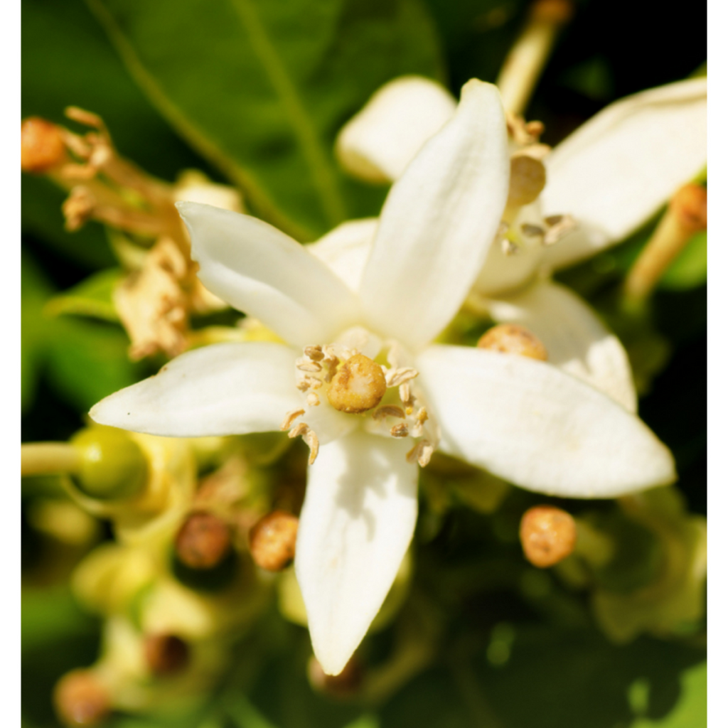 Jean paul gaultier clearance le male alternative