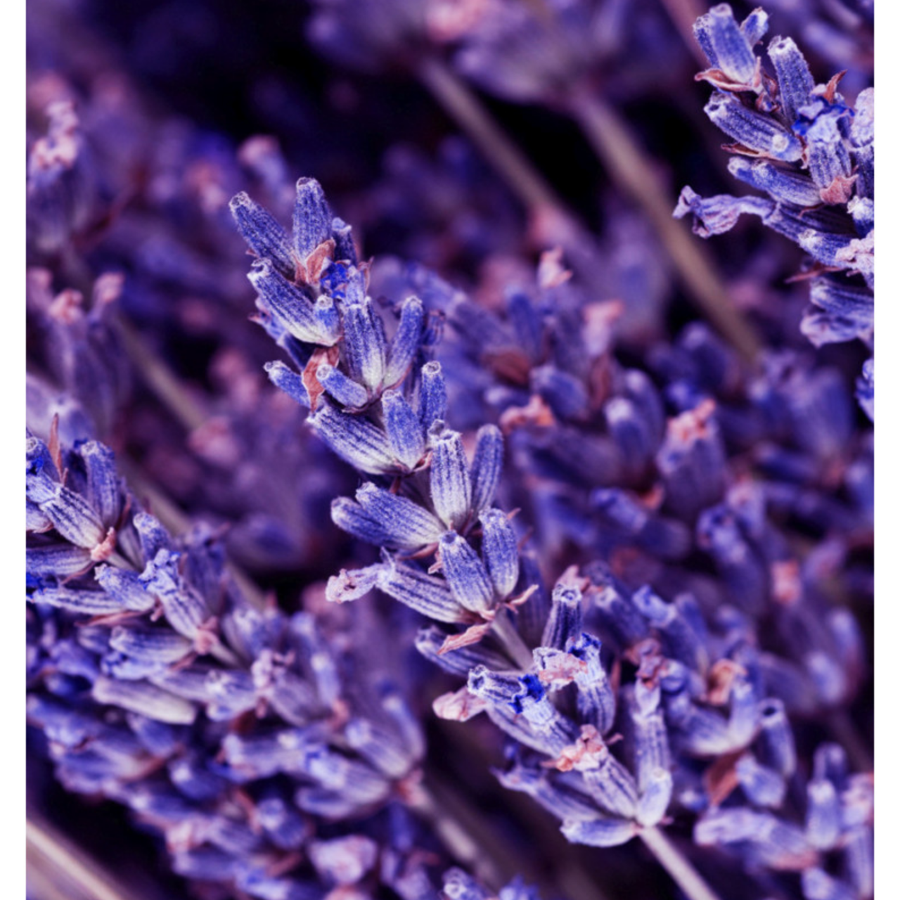 YODEYMA INSTINT EAU DE PARFUM 15ML - JEAN PAUL GAULTIER LE MALE ALTERNATIVE