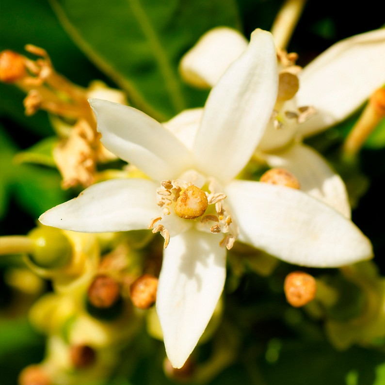 YODEYMA RESOLU EAU DE PARFUM 15ML - Yves Saint Laurent Y ALTERNATIVE