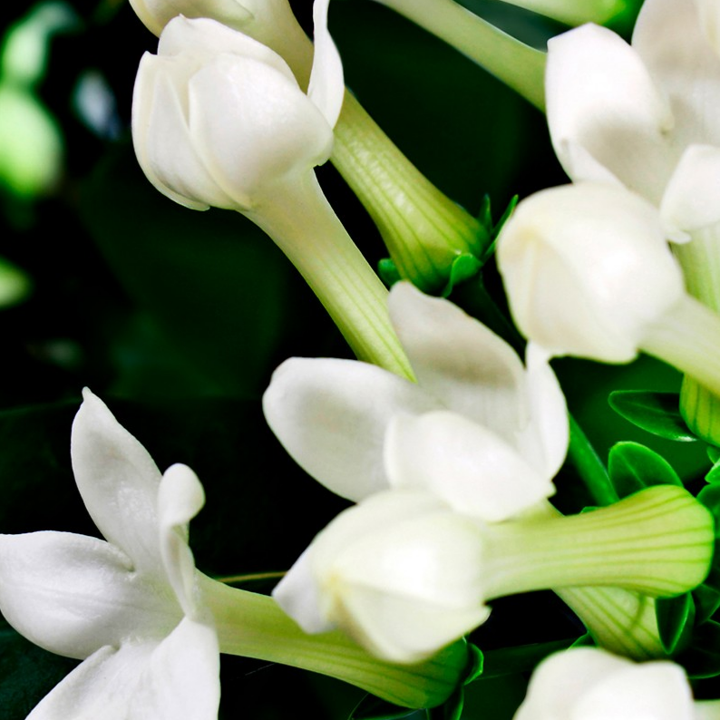 YODEYMA FOR YOU EAU DE PARFUM 50ML - CHANCE EAU TENDRE CHANEL ALTERNATIVE