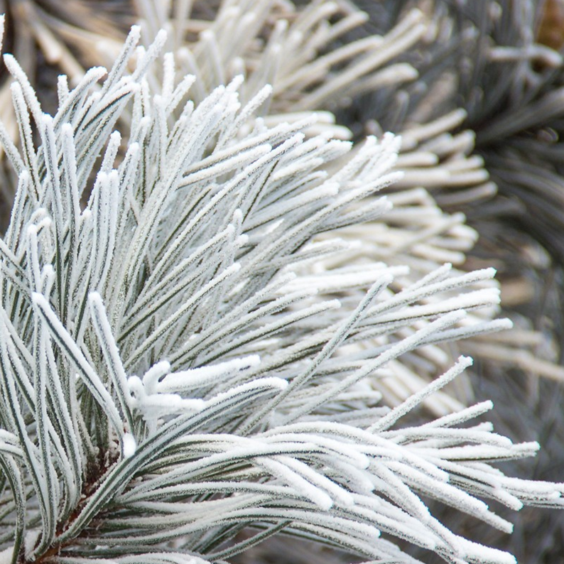 YODEYMA FOR YOU EAU DE PARFUM 50ML - CHANCE EAU TENDRE CHANEL ALTERNATIVE