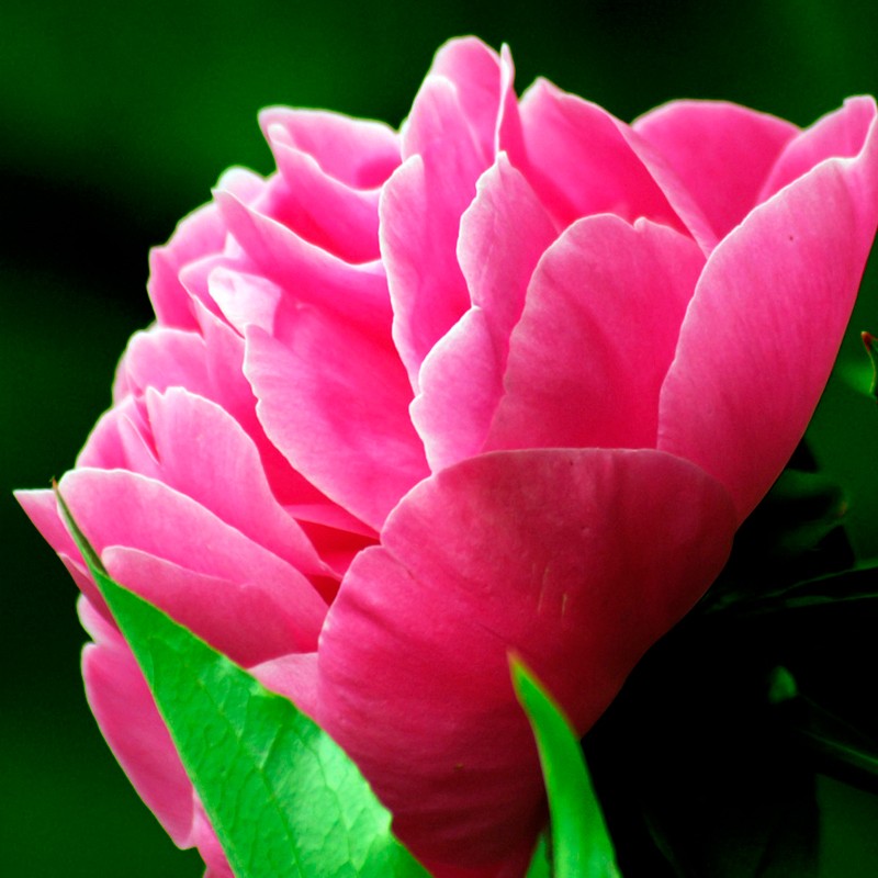 YODEYMA SEDUCCION EAU DE PARFUM 50ML - CHLOE ALTERNATIVE