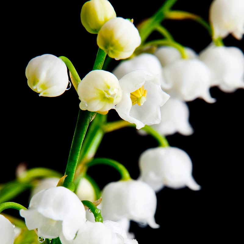 YODEYMA SEDUCCION EAU DE PARFUM 50ML - CHLOE ALTERNATIVE