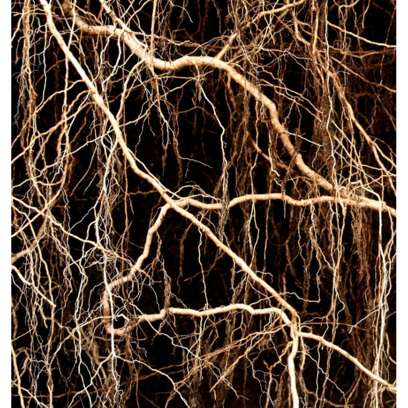 Dolce gabbana the one top yodeyma